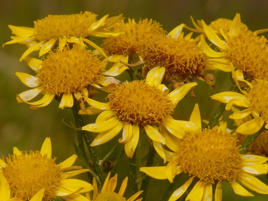Rosnący, żółty kwiat arniki górskiej. Główka kwiatu arniki górskiej posiada puszysty środek i podłużne listki.